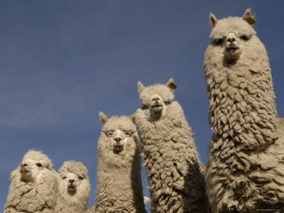 Alpacas-Andes-Ecuador-Photographic-Print-C13062736