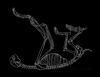 slothskeleton